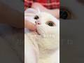 おやつの為なら割り切れる猫 #cat #scottishfold #白猫 #しろねこミルク #ねこ #猫のいる暮らし #MILK #ミルク