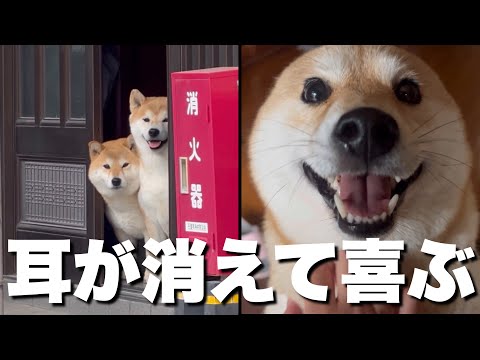 しば犬です。私の汗と涙が染み付いています。 しば犬です。私の汗と涙が染み付いています。 しば犬です。私の汗