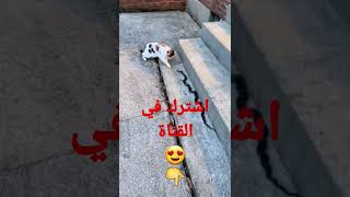 قط في مواجه ضد افعى😂مضحك | اشترك ليوصلك كل جديد😘