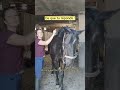 Le planning chevauxcheveux la base entresesoreilles humour cheval equitation shorts