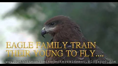 EAGLE FAMILY TRAIN THEIR YOUNG TO FLY - DayDayNews