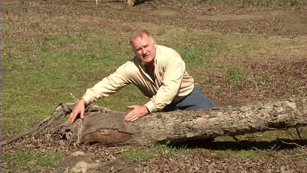 Successfully Growing Pecans in North Carolina YouTube