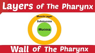 Layers of The Pharynx | Wall of The Pharynx | Respiratory System | Pt.13 | Medical Discovery