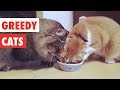 Greedy Cats Funny Cat Video Compilation 2017 Greedy Cats Funny Cat Video Compilation 2017