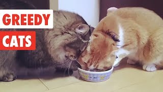 Greedy Cats | Funny Cat Video Compilation 2017
