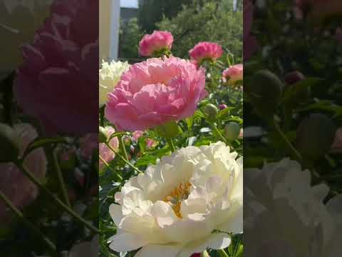 Video: Menanam Tanaman White Peony – Memilih Bunga White Peony Untuk Taman