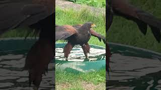 HARRIS HAWK BATHING