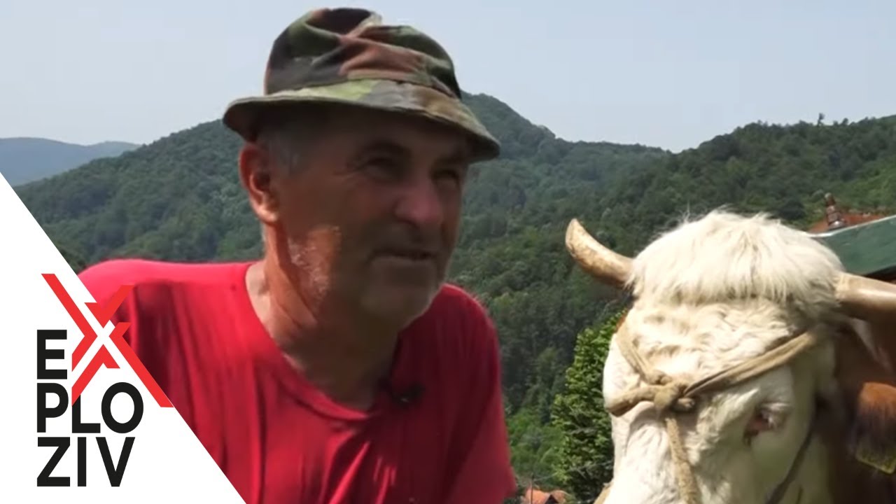 Upoznajte čoveka koji voli i koji živi za oranje volovima - EXPLOZIV