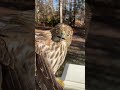 Hawk makes hilarious face after being rescued birds shorts pets