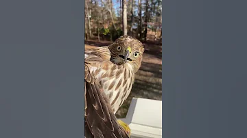 Hawk Makes HILARIOUS Face After Being Rescued! #Birds #Shorts #Pets