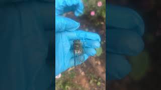 Cute bug