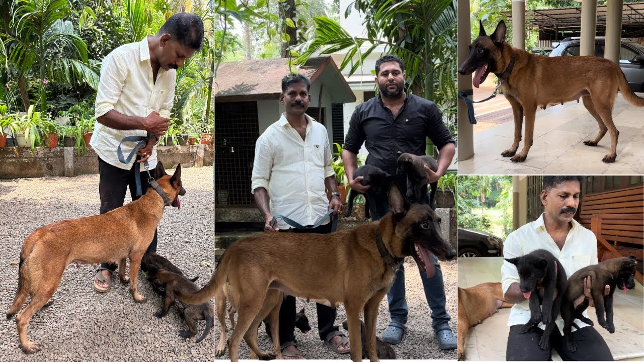 എല്ലാവർക്കും ഒരു പോലെ വളർത്താം Belgian Malinois നായക്കുട്ടികൾ