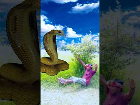 Anaconda snake in real life P97 #shorts#anaconda #bigsnake #nagin #python #snakes #shortsfeed