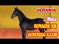 UCRANIA / Potra #Española 🇪🇸 Nieta de #RemacheXIII #GenerosoXXXIII - Club Ecuestre SM -