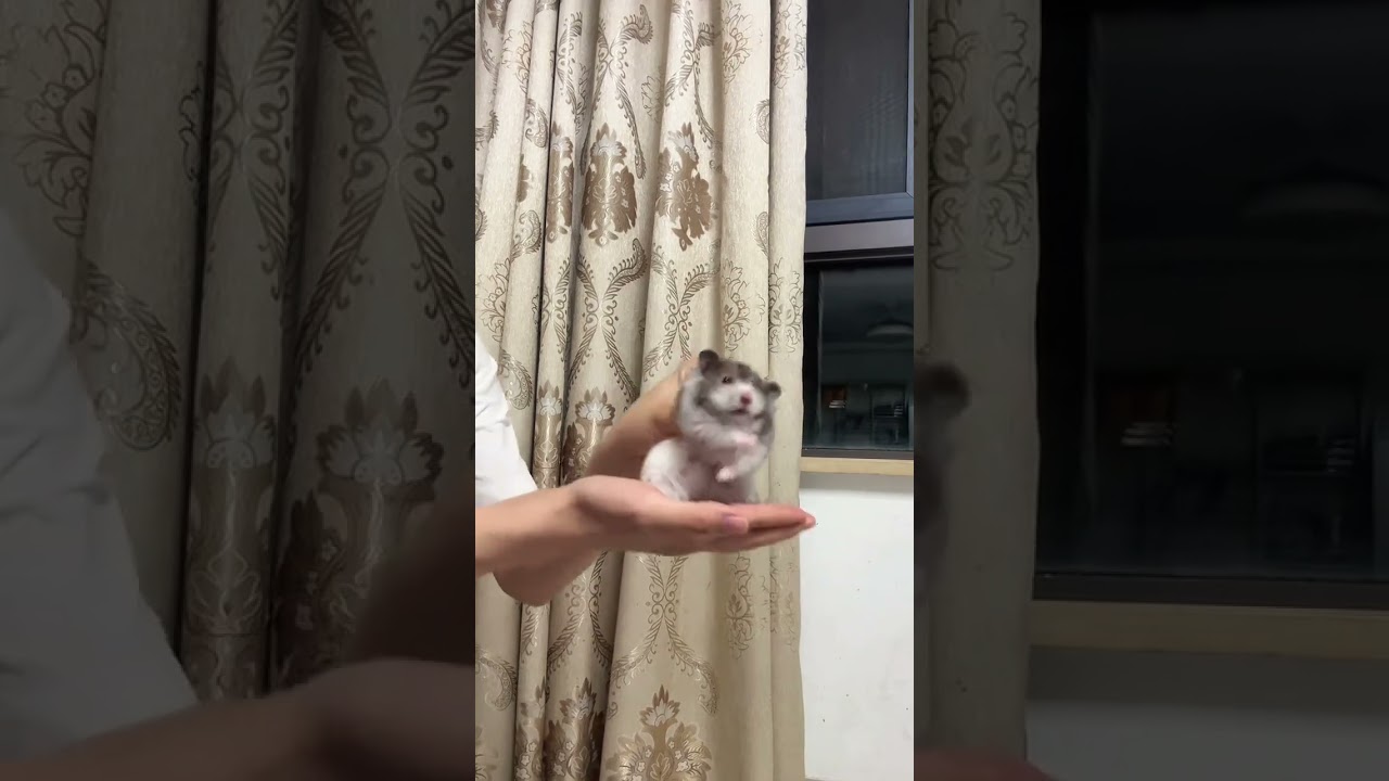 Here s a mouse and mouse prosperity dance for everyone #Hamster #Cute pets#Golden Thread B
