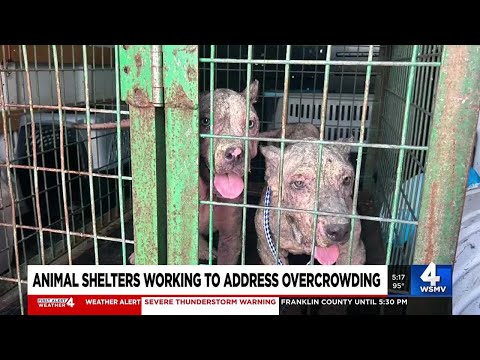 Joshua Tree Animal Shelter 55