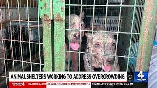 Middle Tennessee animal shelters overwhelmed as pet surrenders surge