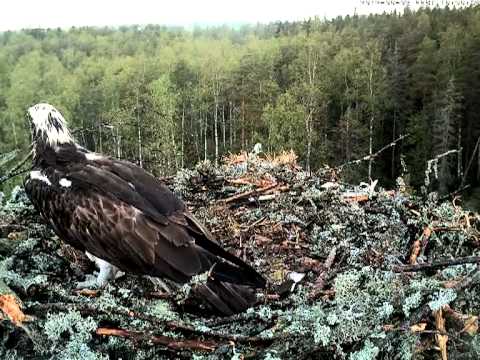 eesti energia Female osprey comes home