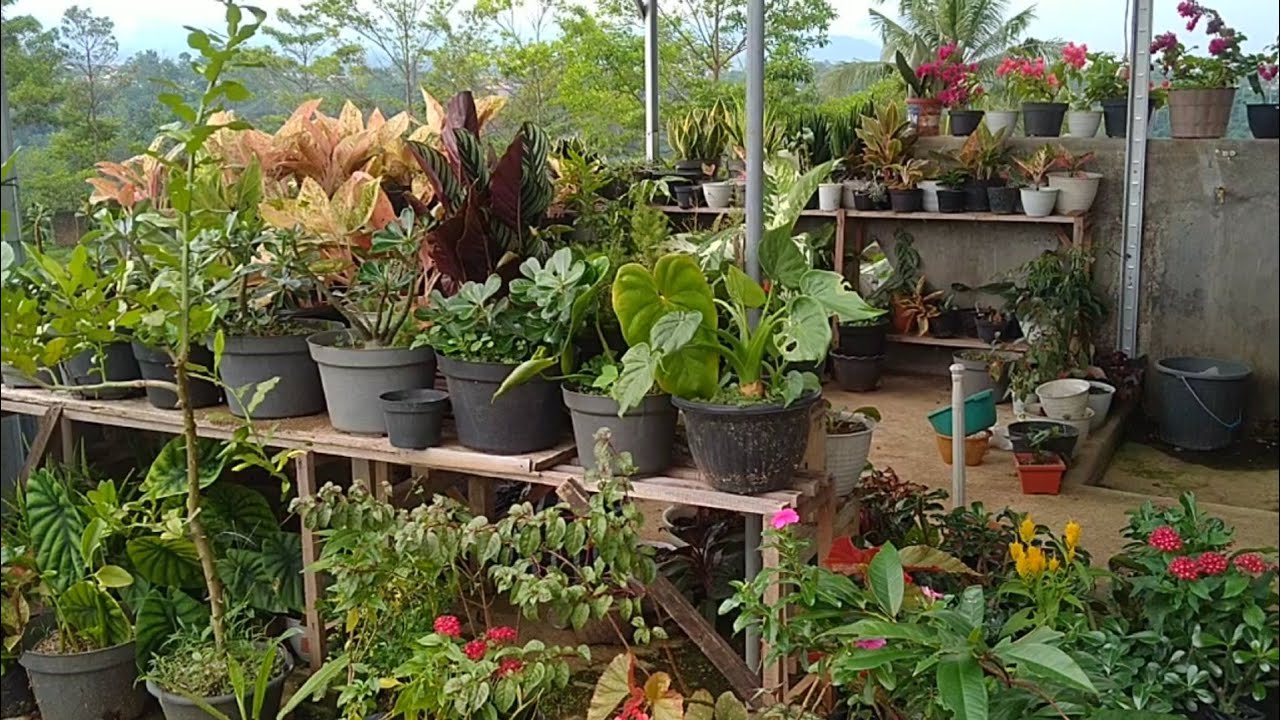 DARI TERAS KE TERAS JADI BANYAK BELAJAR PERAWATAN TERHADAP TANAMAN HIAS ...