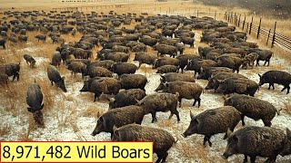 Everything About The Nearly 9,000,000 Wild Boars In America  Animals Of America