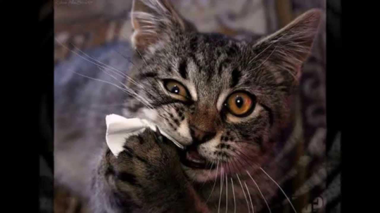 Остров проклятых мем. Позевал. Мемы денег нет. Вовка в тридевятом царстве 1965. Хатико я жду.