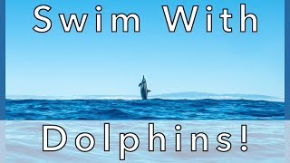Hawaii Vlog #15: First Time SWIMMING With DOLPHINS! // With SeeThroughSea