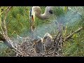 GBH removes dead chick from nest. GBH cam. 17 May 2018