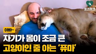 자기가 고양이인 줄 아는 퓨마···알고 보니