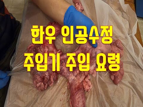 [한우수정사]한우인공수정 주입기 주입요령[Artificial insemination in cattle]