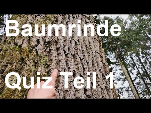 Video: Welche Baumarten verlieren ihre Rinde?