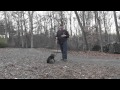 German Shorthaired Pointer Puppy Training | Winston Salem NC