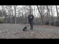 German Shorthaired Pointer Puppy Training | Winston Salem NC German Shorthaired Pointer Puppy Training | Winston Salem NC