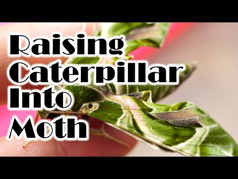 Video: How To Convert Liters To Moths