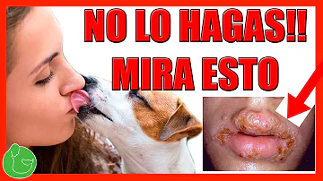 ¿Debe besar a su perro en la boca?