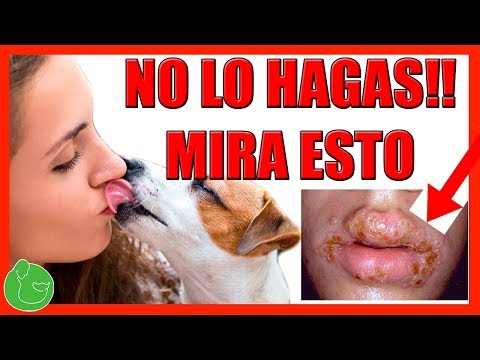 Video: Problemas de salud que podría no darse cuenta de que su mascota tiene: Parte 2