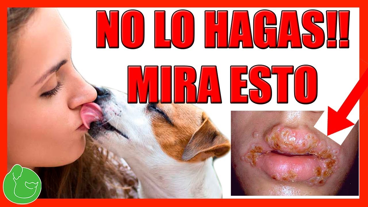 herpes labial se contagia a perros herpes labial se contagia a perros
