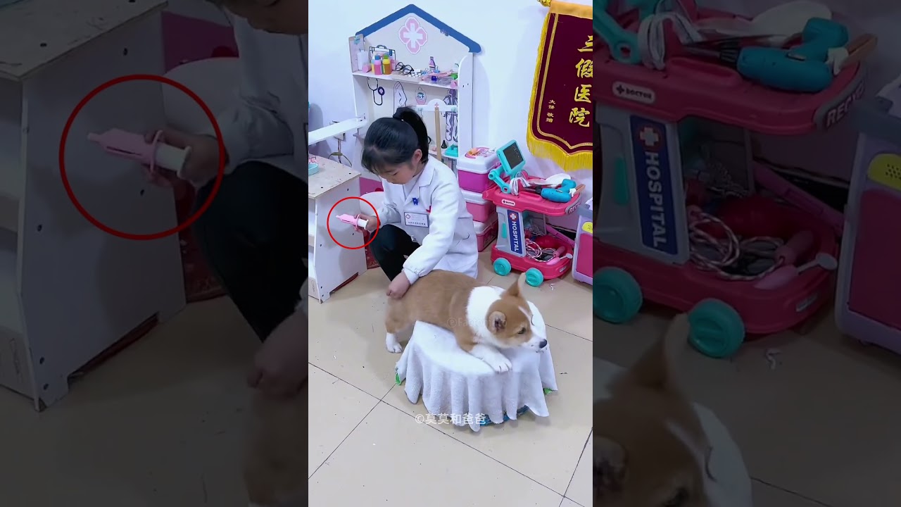 Smart Dog Helped Owner be Doctor😊 썸네일