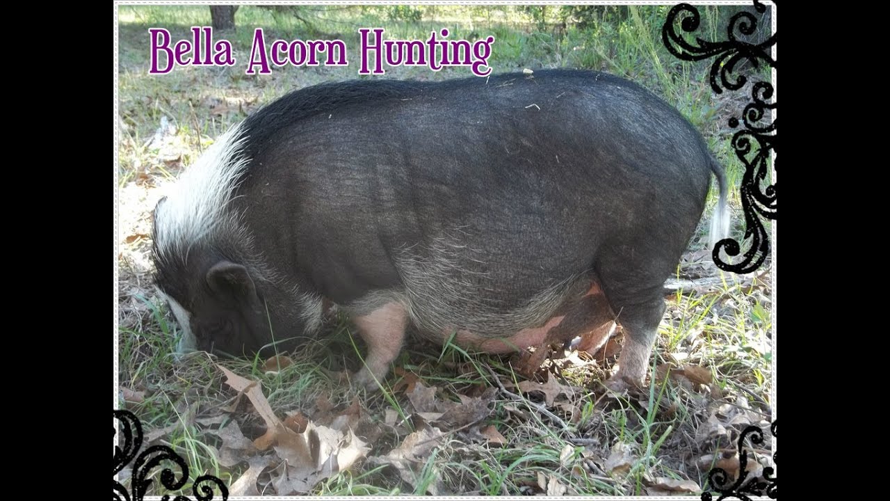 Pregnant Miniature Potbelly Pig On A Acorn Hunt YouTube