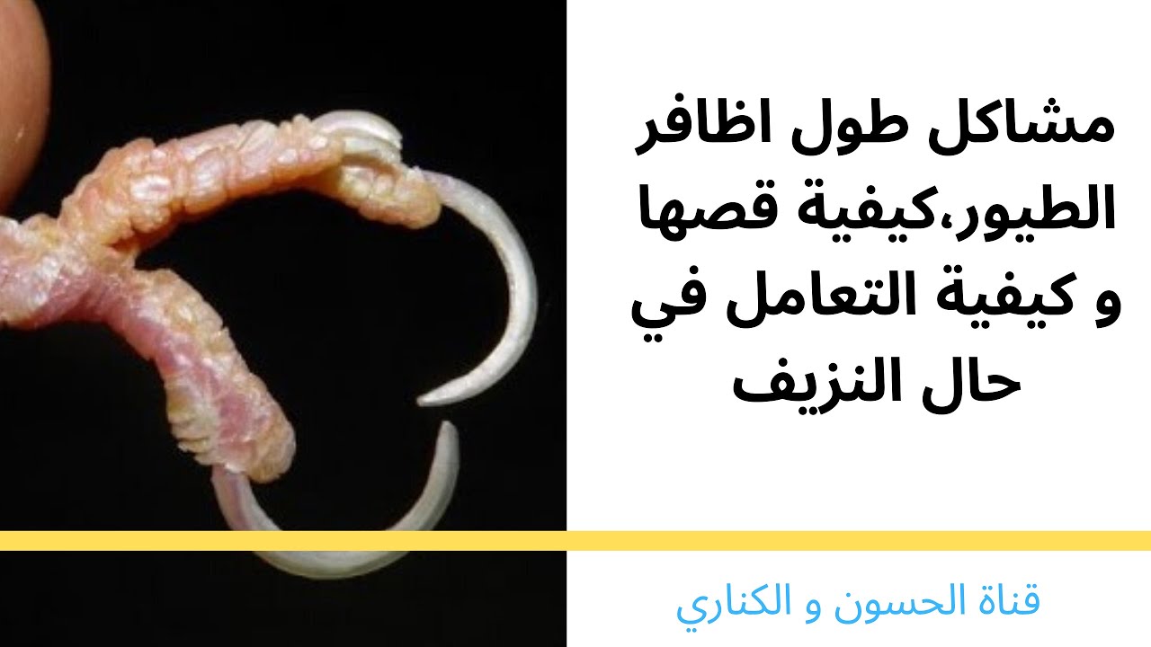 اسباب قص اظافر الطيور، كيفية قص اظافر الطيور، حل مشكل نزيف الطيور بعد قص الاظافر