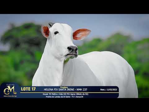 LOTE 17   HELENA FIV SANTA IRENE