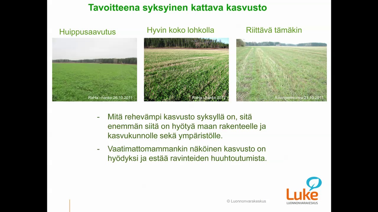 Etäluento alus- ja kerääjäkasvien viljelystä - tutkija Hannu Känkänen, Luke