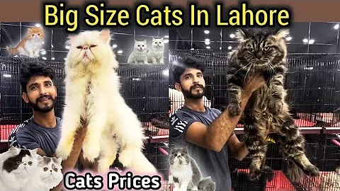 Video 11862021: persian cat, pet lover