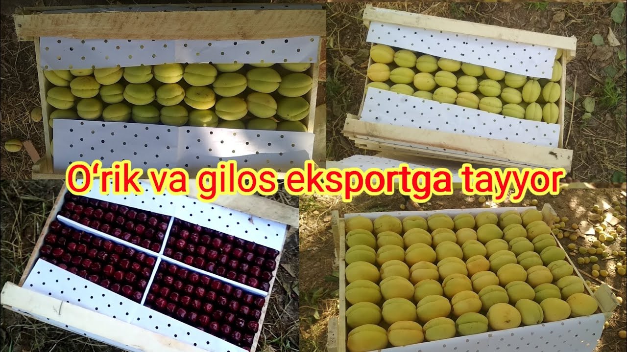 Oʻrik va gilos eksport uchun tayyor qanday tayorlanadi bular??? - YouTube