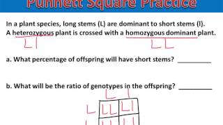 Punnett Square Homework #2