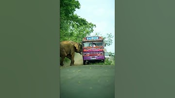 🐘💥 Angry elephant attacks a Leyland bus! Passengers panic as chaos unfolds! 🚍🔥  #wildliferescue
