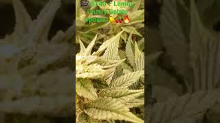 🎥 BT40 – Lemon Cherry Gelato Update 🍋🍒🔥