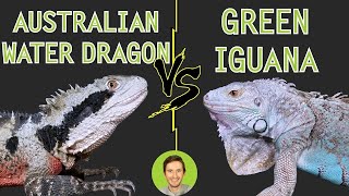 Australian Water Dragon vs Green Iguana Compared  Head To Head