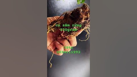 củ sâm rừng siêu víp 230gram #sâm_lai_châu_rừng #sâm_ngọc_linh