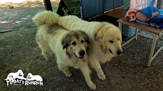 行き先は病院だけど...お出かけはとても嬉しいルンルンとアランとベルです　Great Pyrenees　グレートピレニーズ