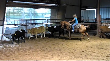 Valley View Ranch - Miss N Chiefs - sorting 1